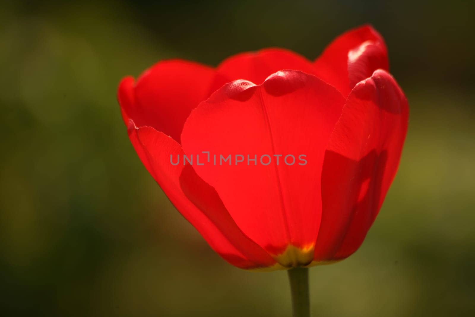 Red garden tulip in backlight