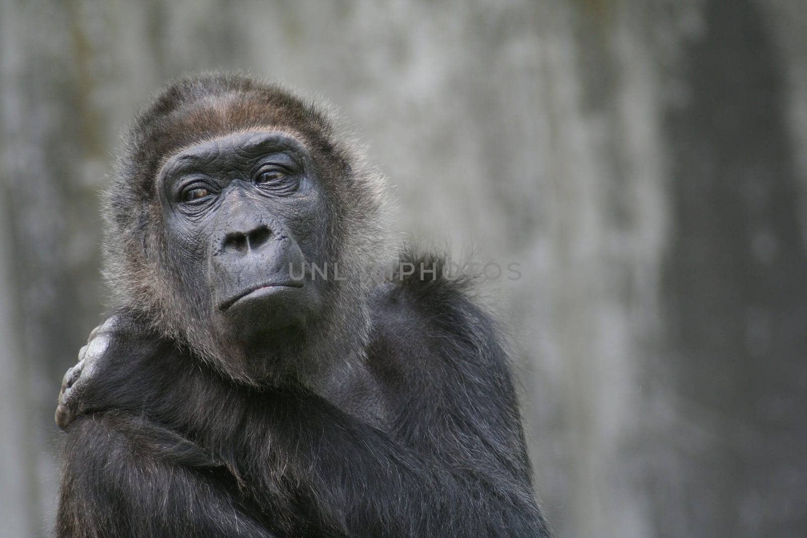 Gorilla 2