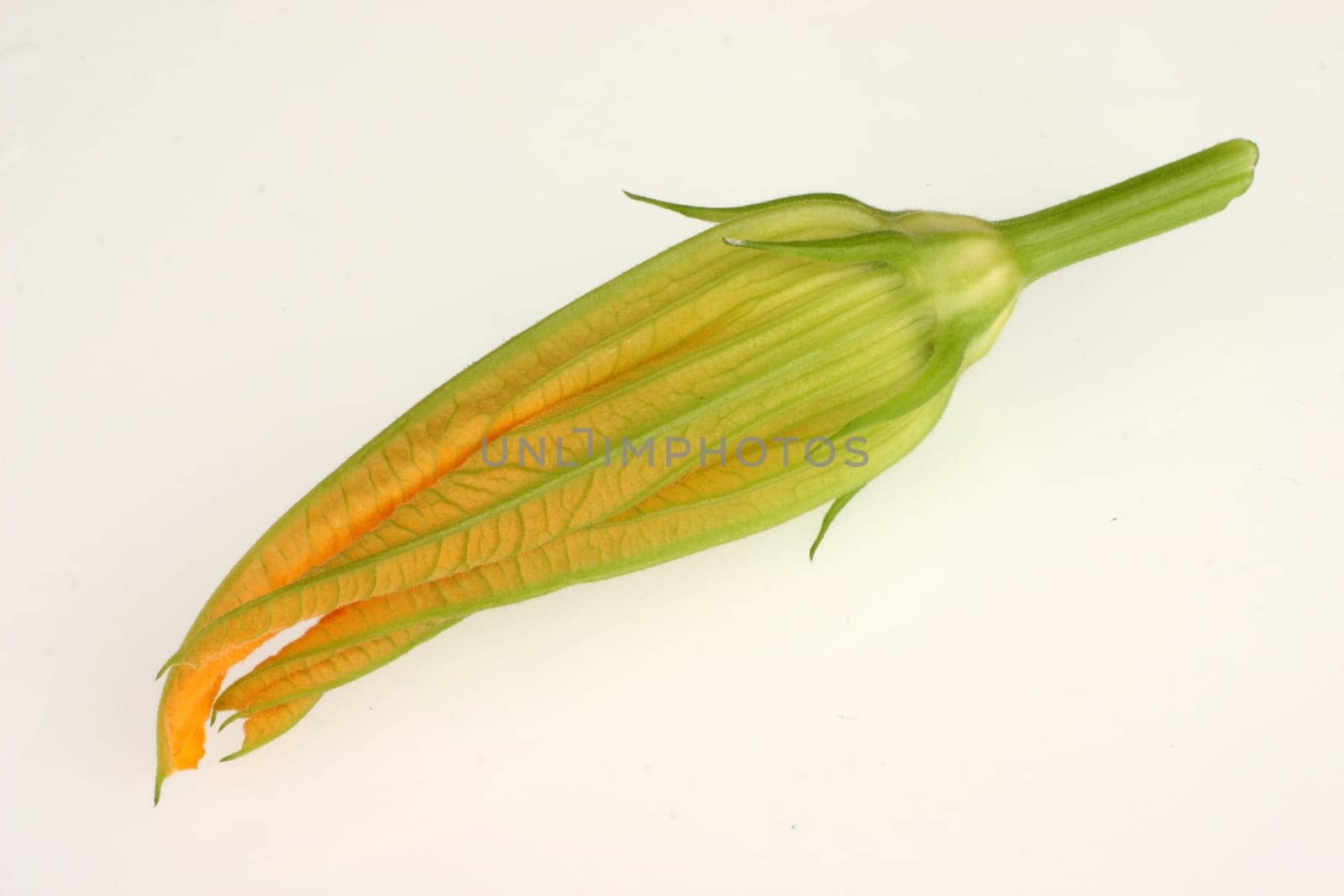 Zuchini Zuccini