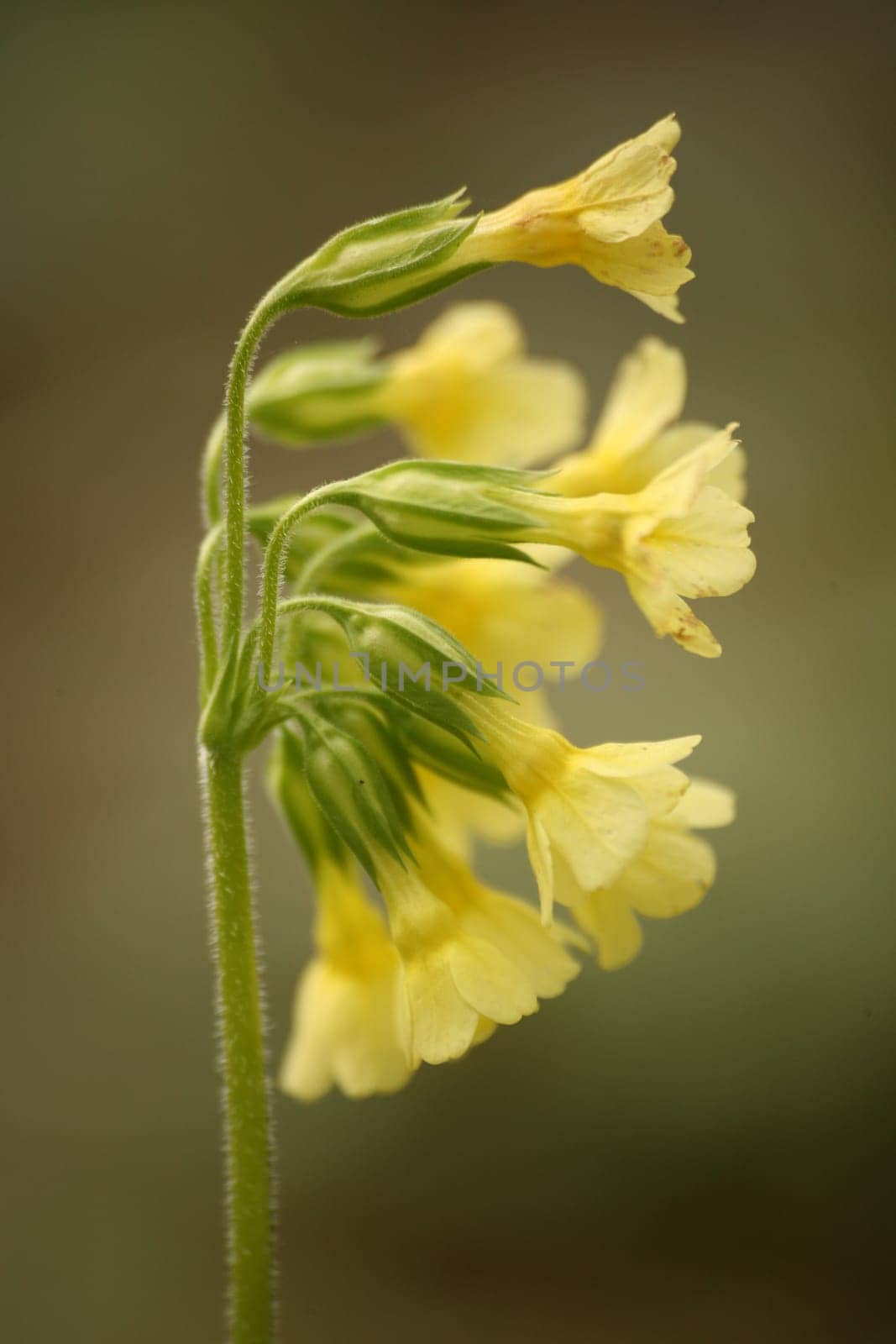 Primula veris L. syn Primula officinals L.