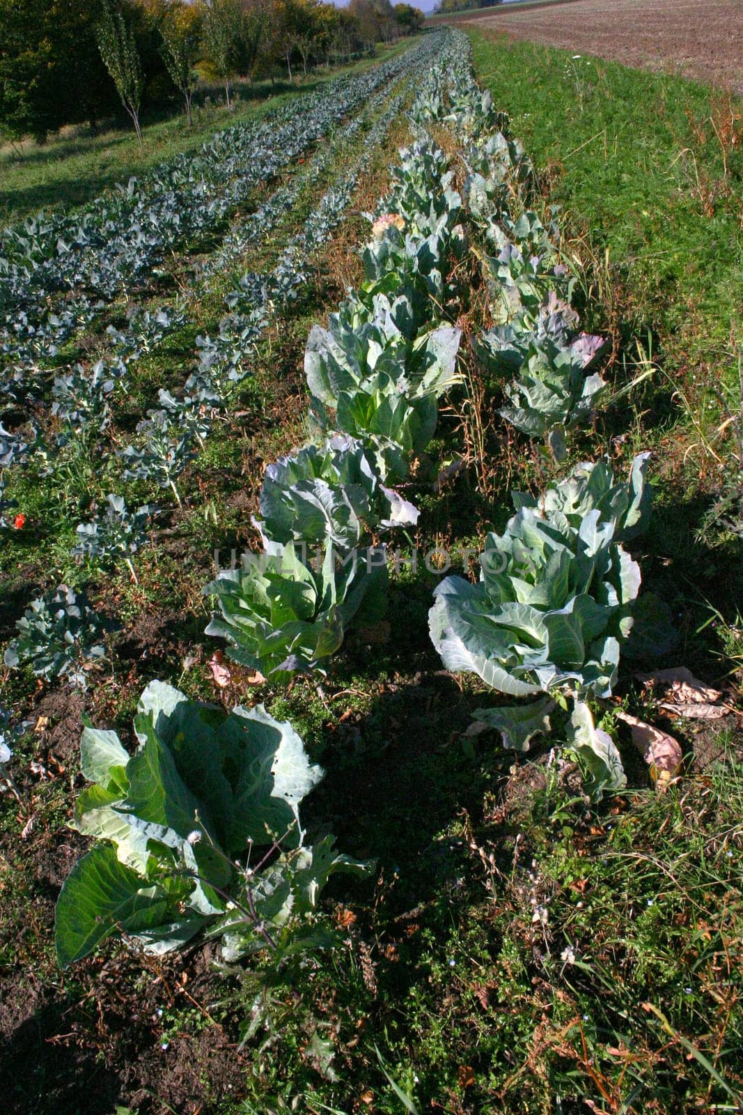 Cabbage Sauerkraut
