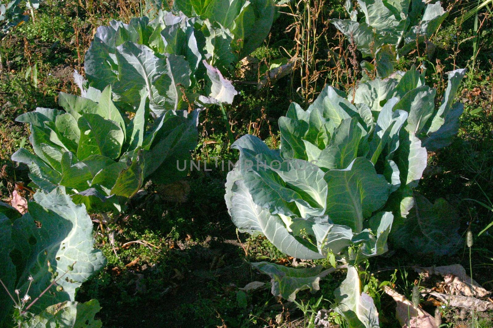 Cabbage Sauerkraut