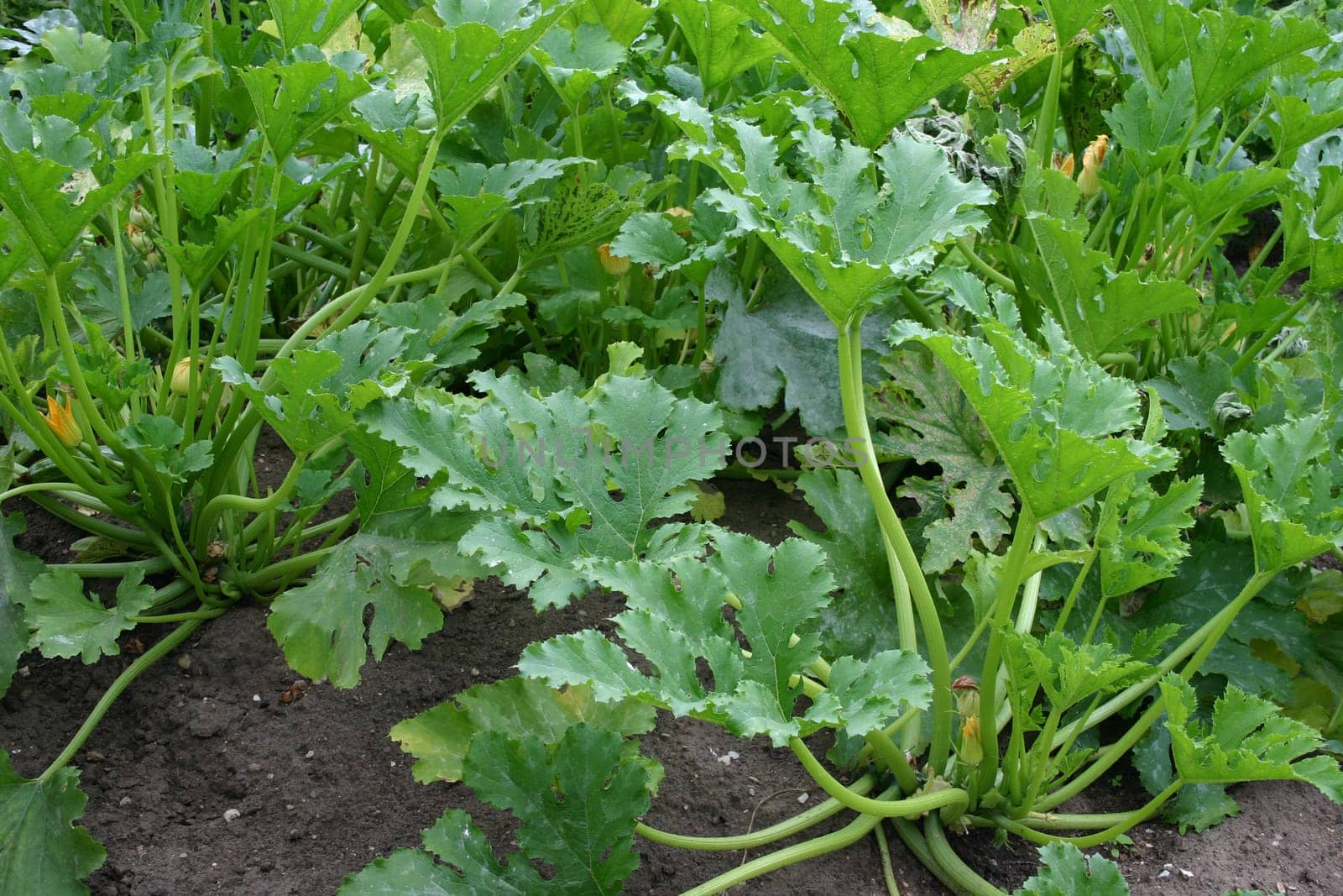 Zuchini Zuccini