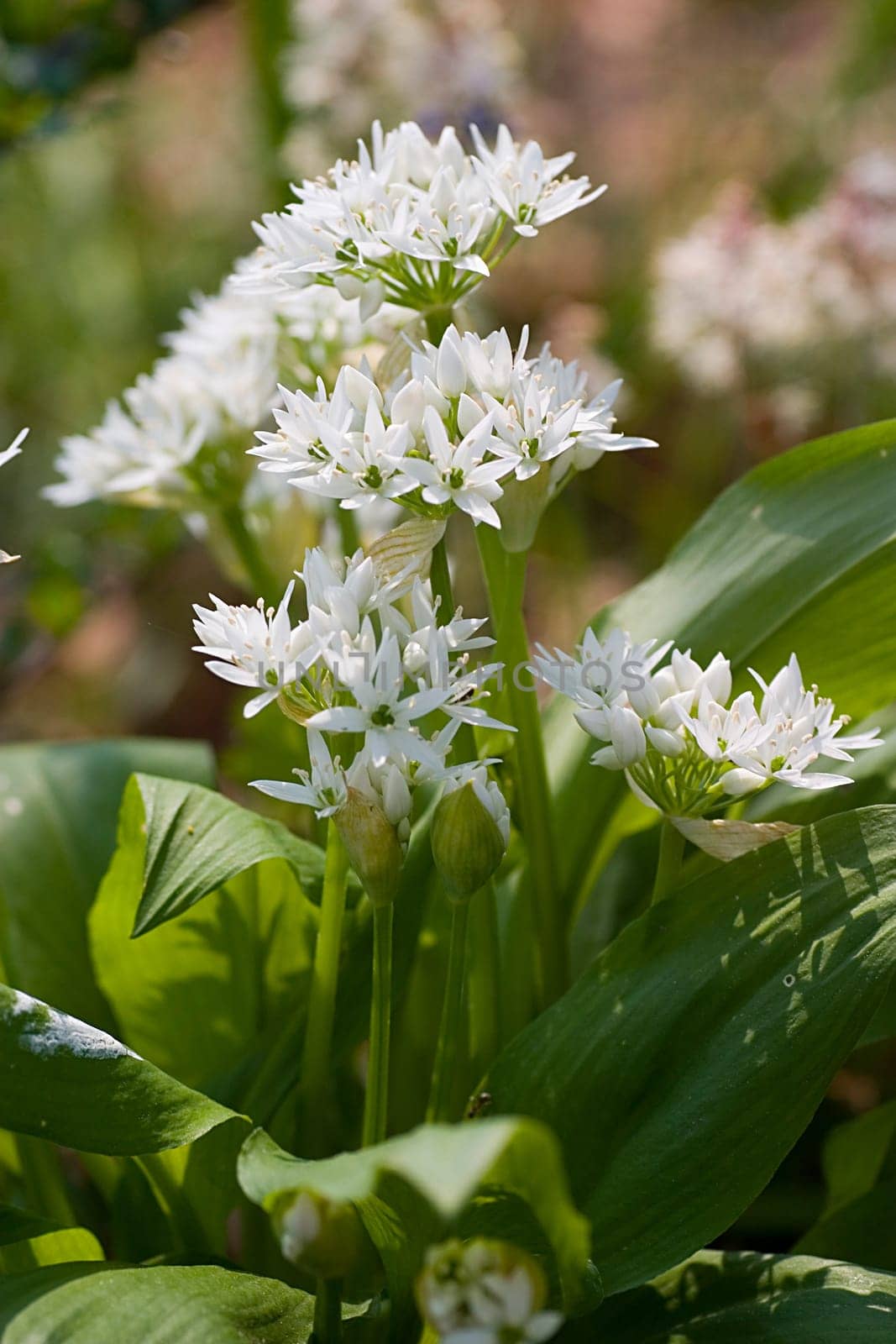 Wild garlic plant