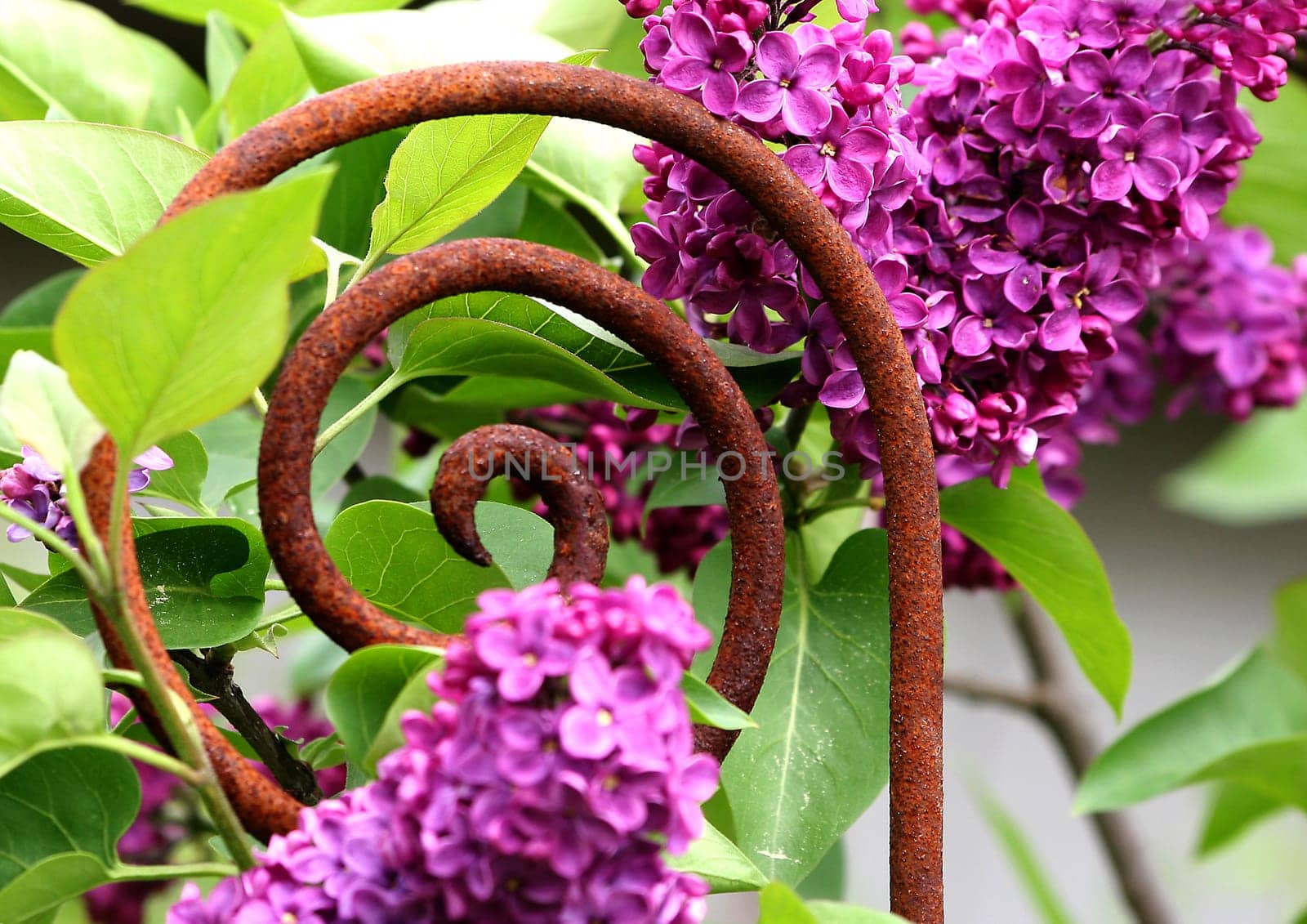 Lilac