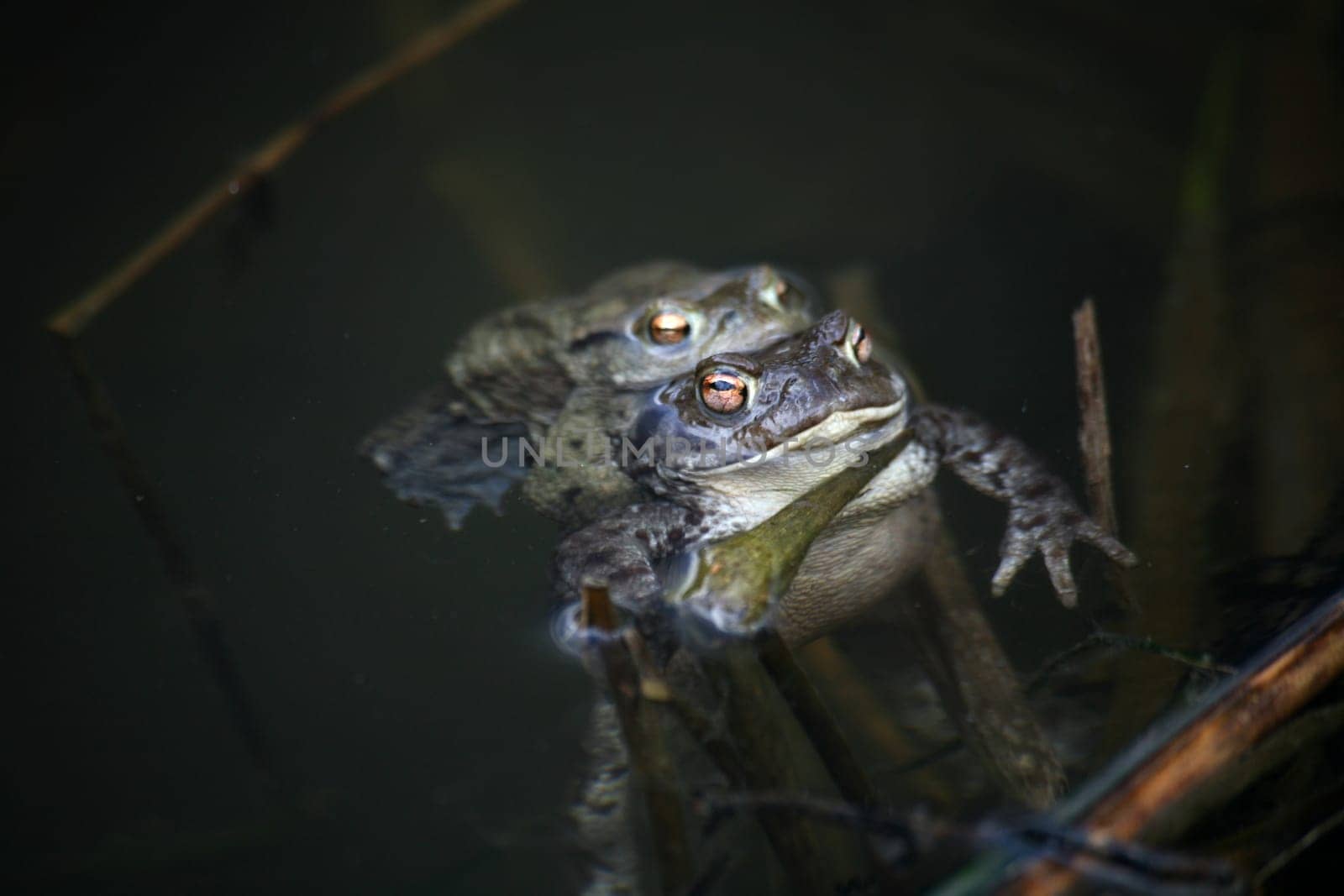 Spawning waters with frogs