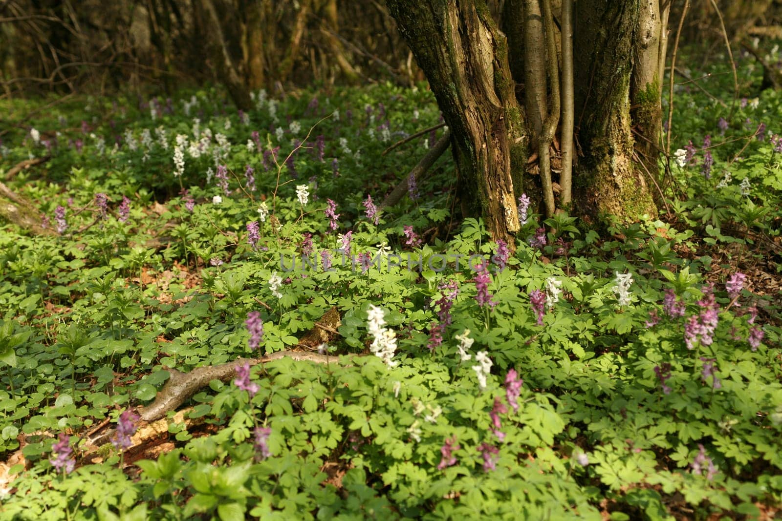 Hollow larkspur (Corydalis cava)