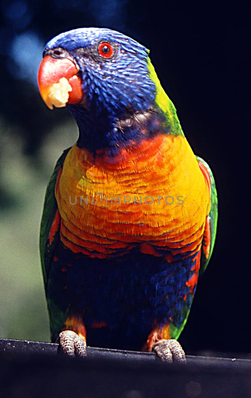 Scan from slide,photographed analogue with Canon A1 without AF.