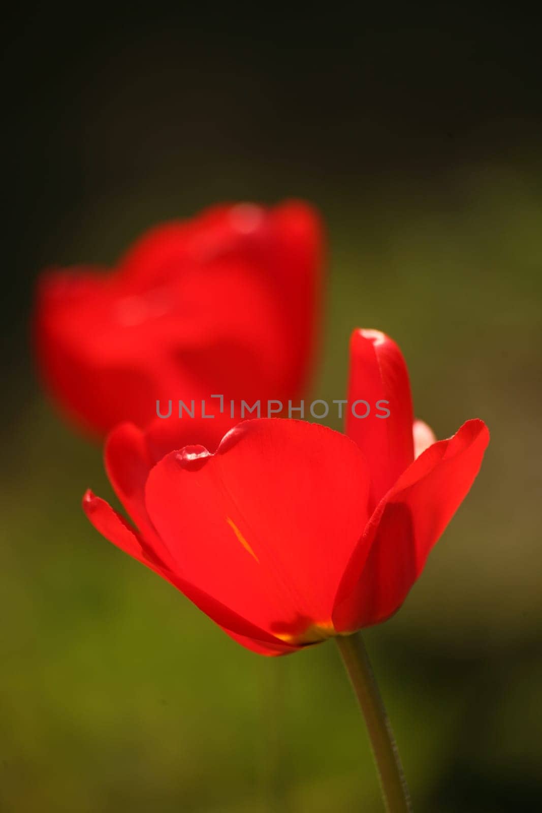 Red garden tulips in backlight
