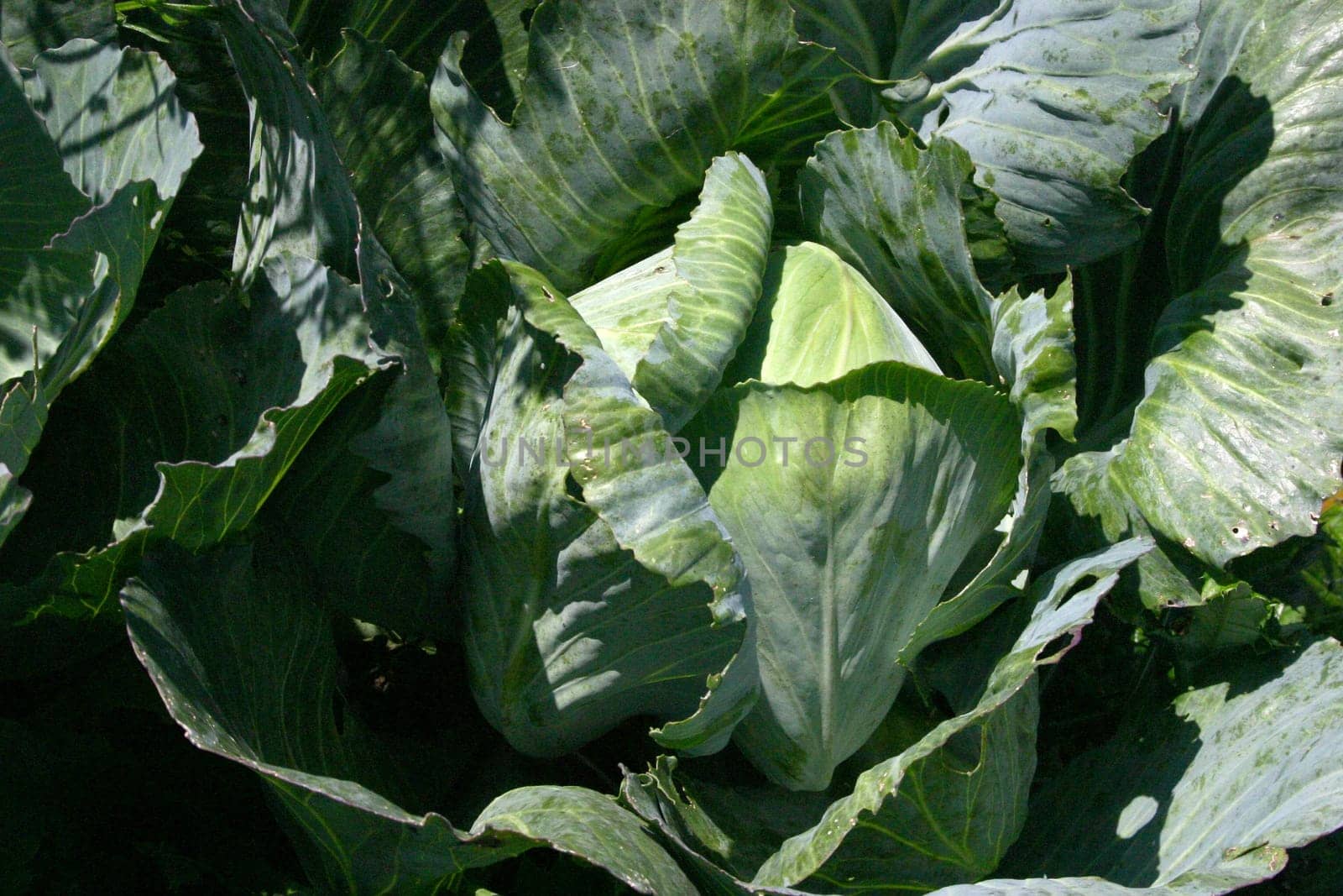 Cabbage Sauerkraut