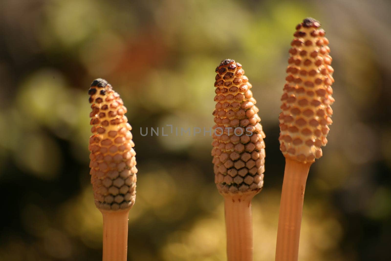 Spore ear of field horsetail