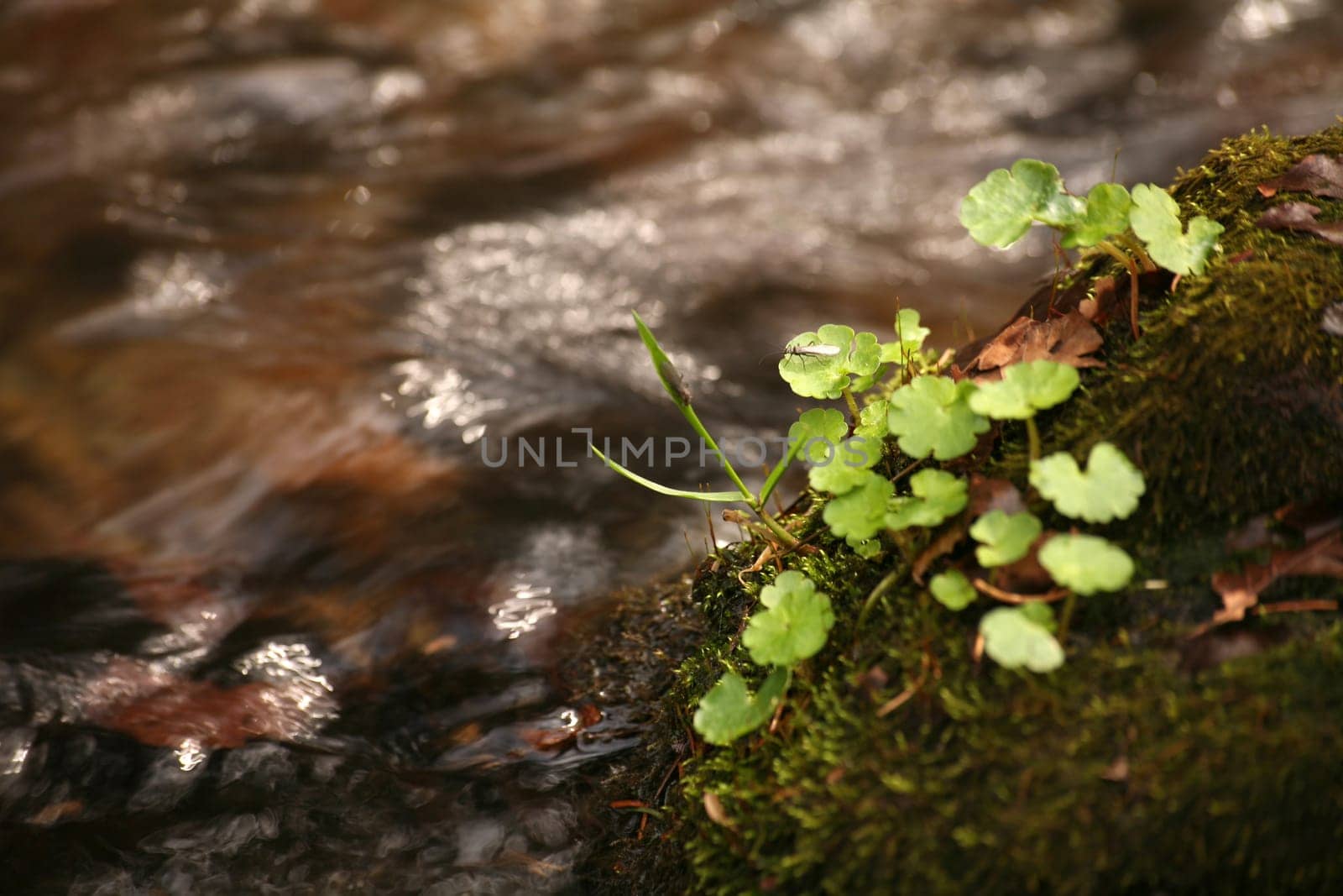 Green plants by a forest stream