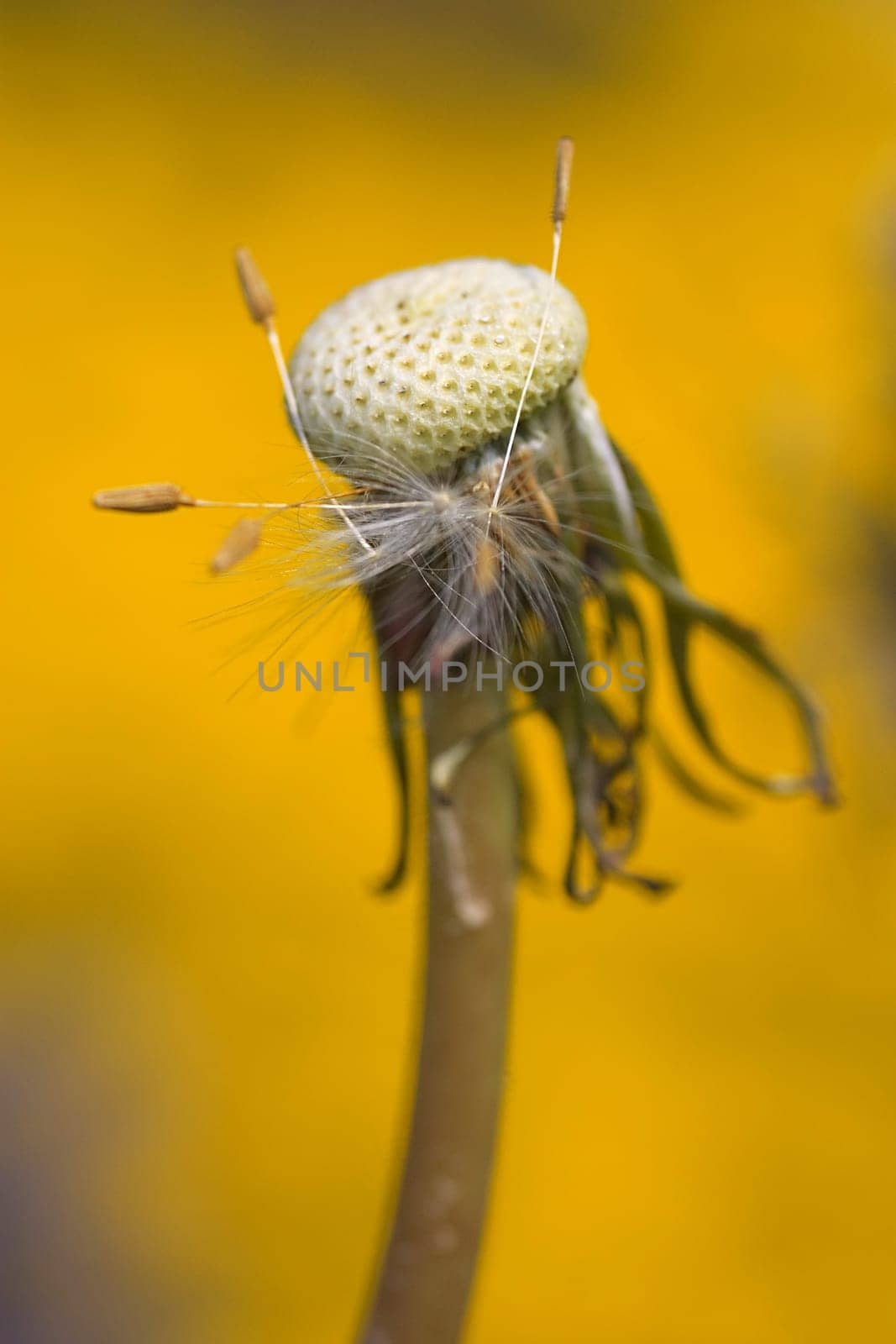 Dandelion