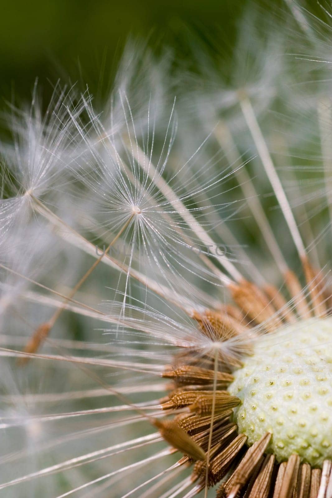 Dandelion