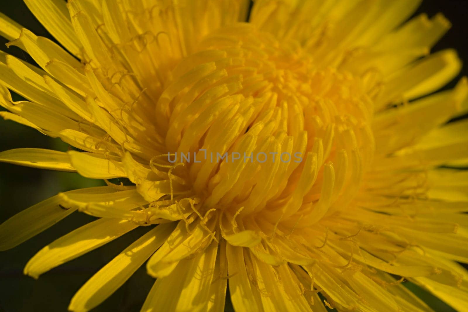 Dandelion blossom