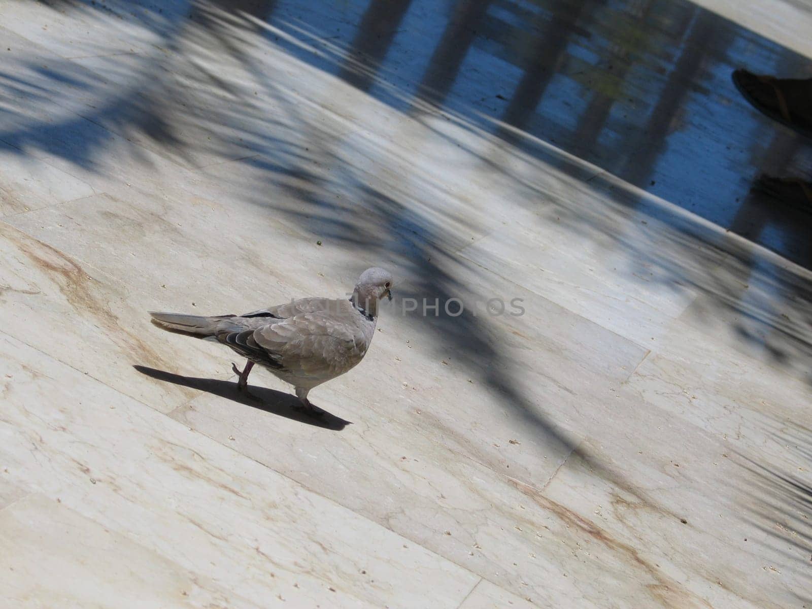 Pigeon? What pigeon?