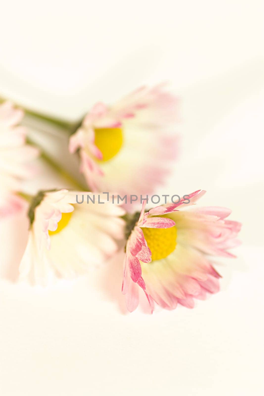 3 daisies