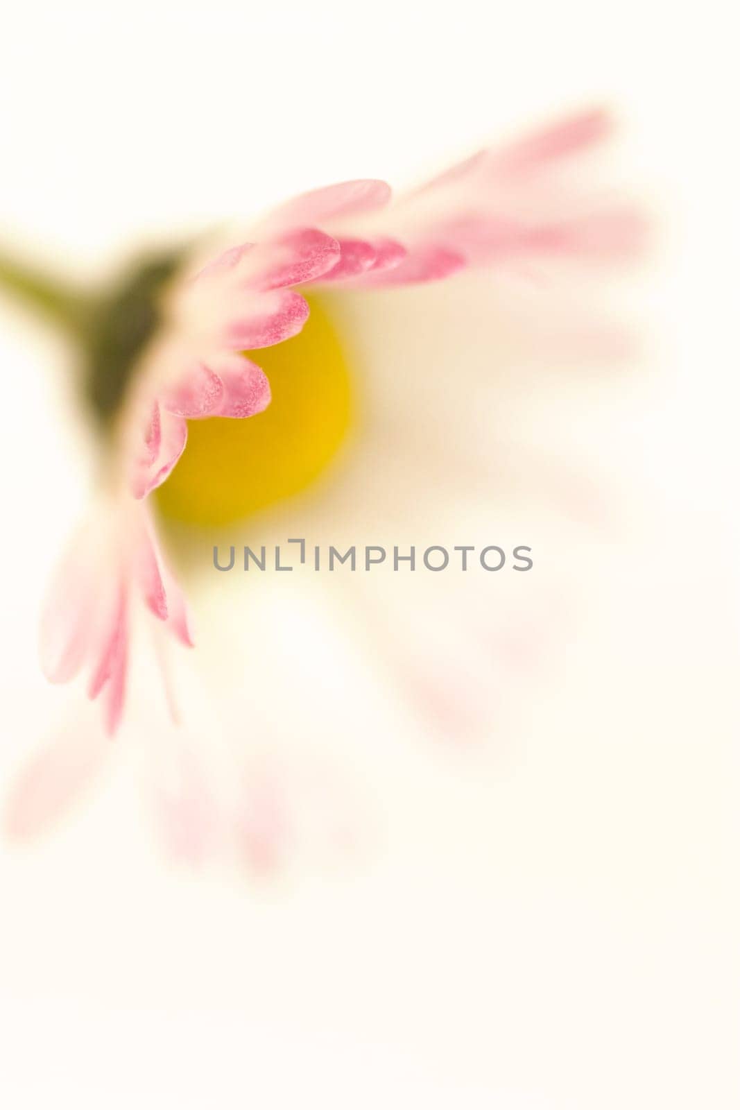 Daisy
