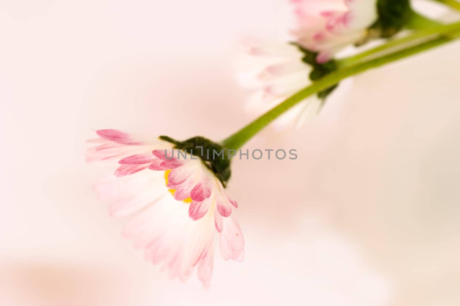 Daisies on a pink background