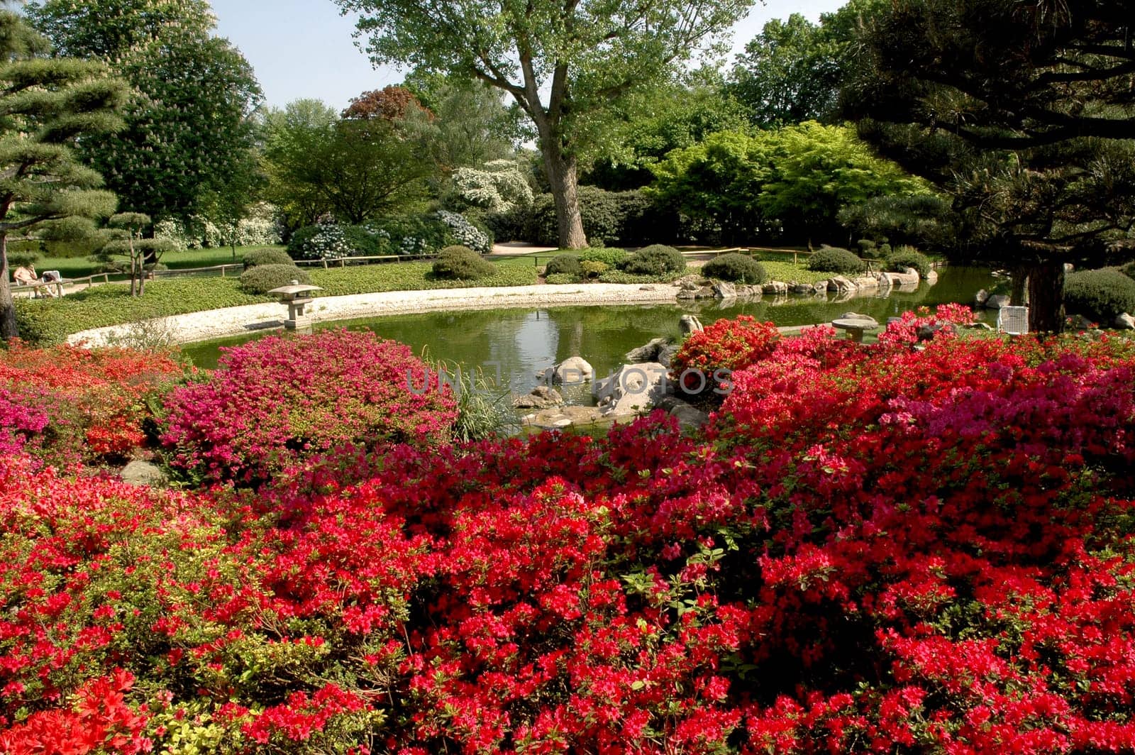 Japanese garden