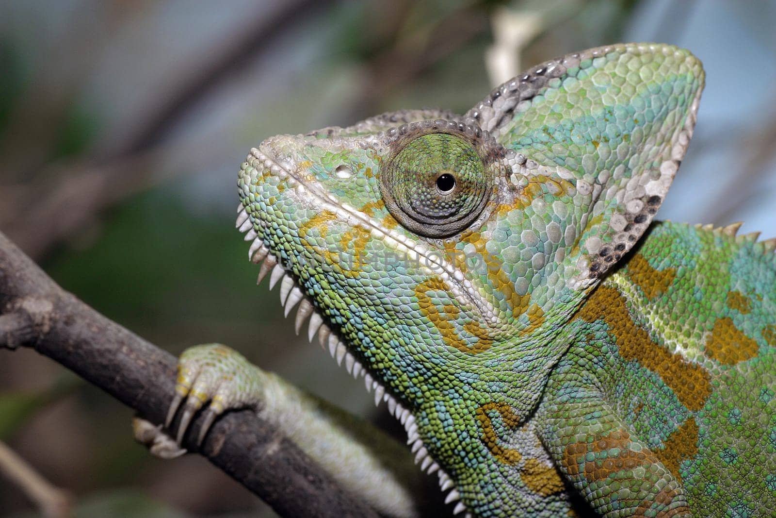 Yemen Chameleon