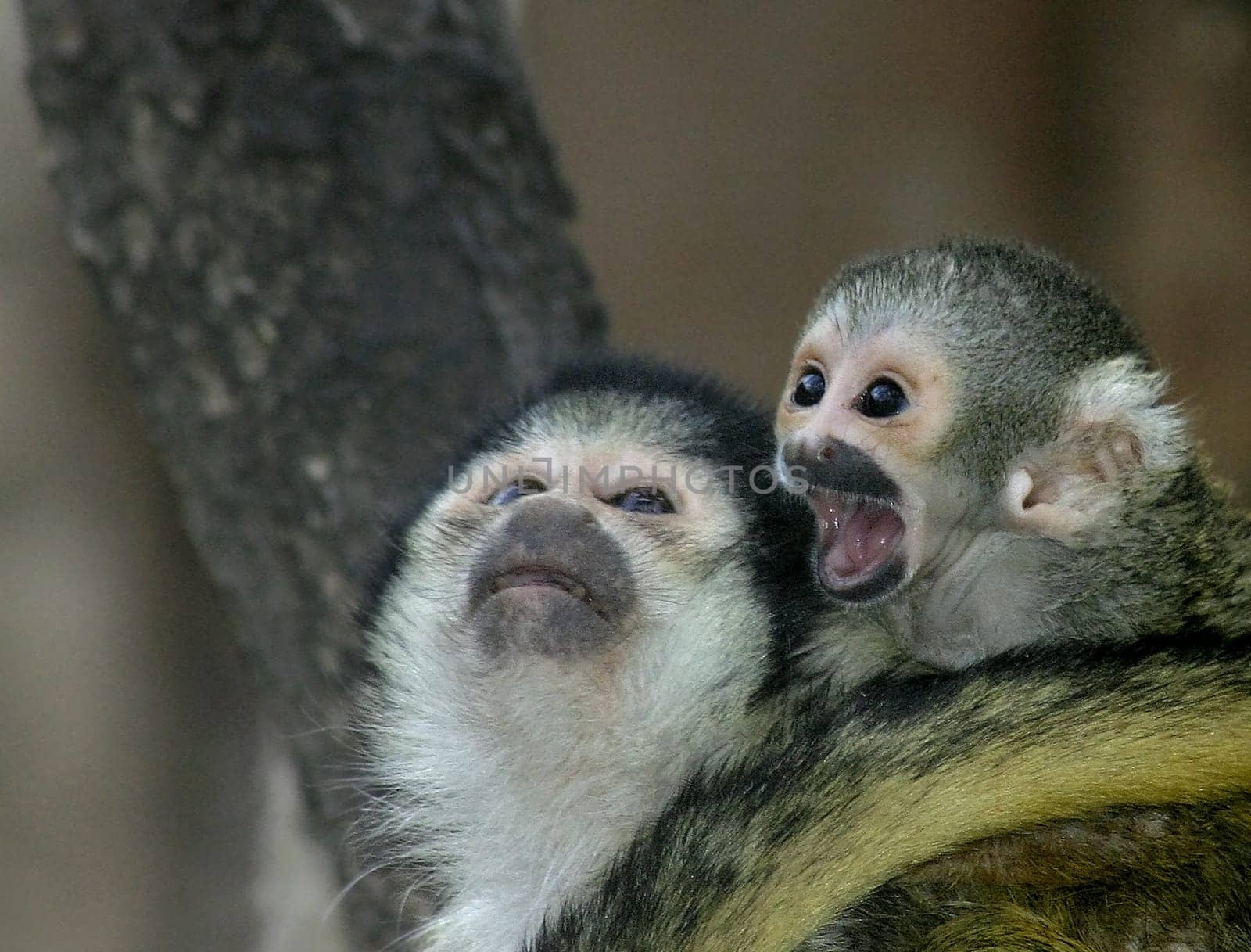 Squirrel monkey