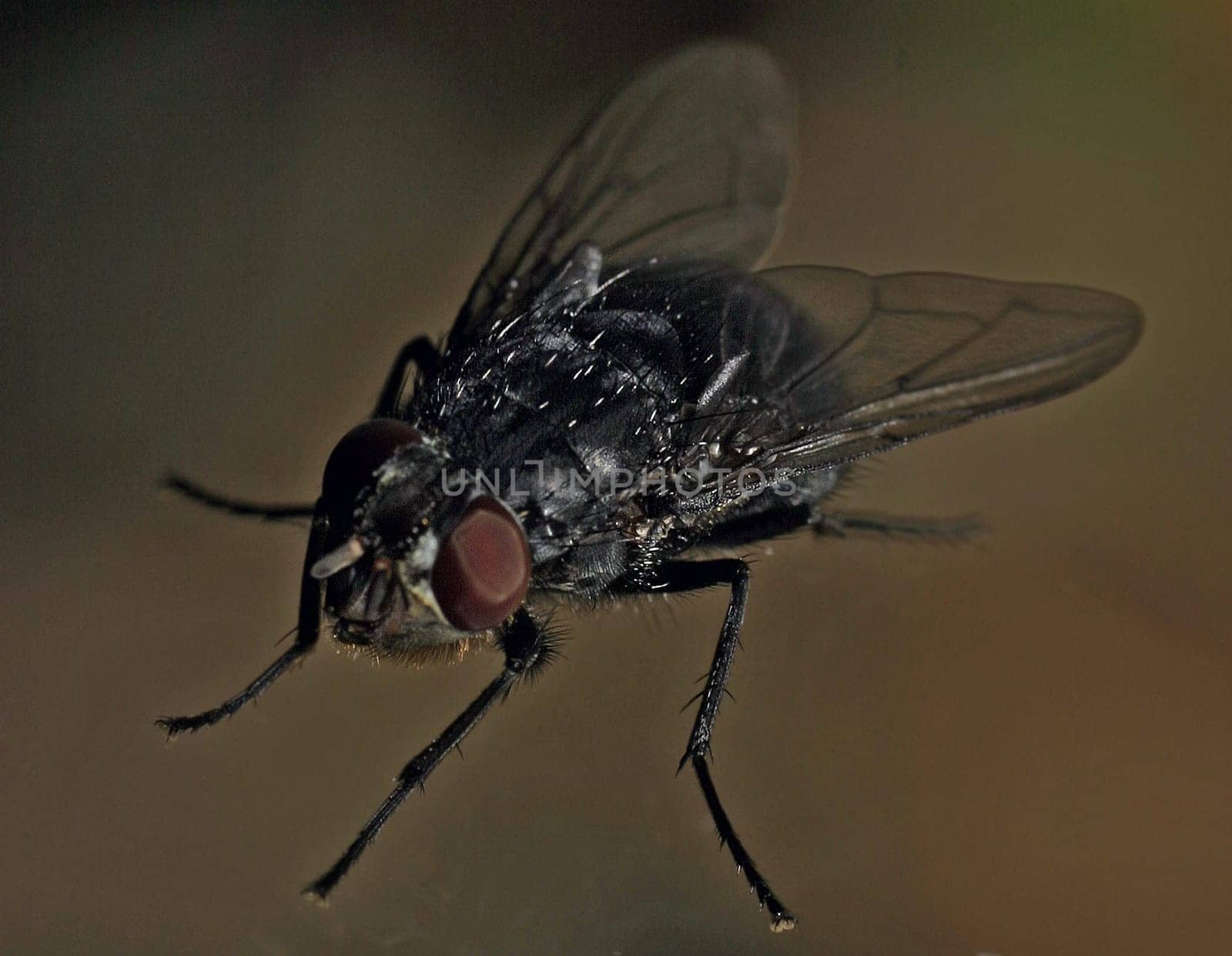 Fly