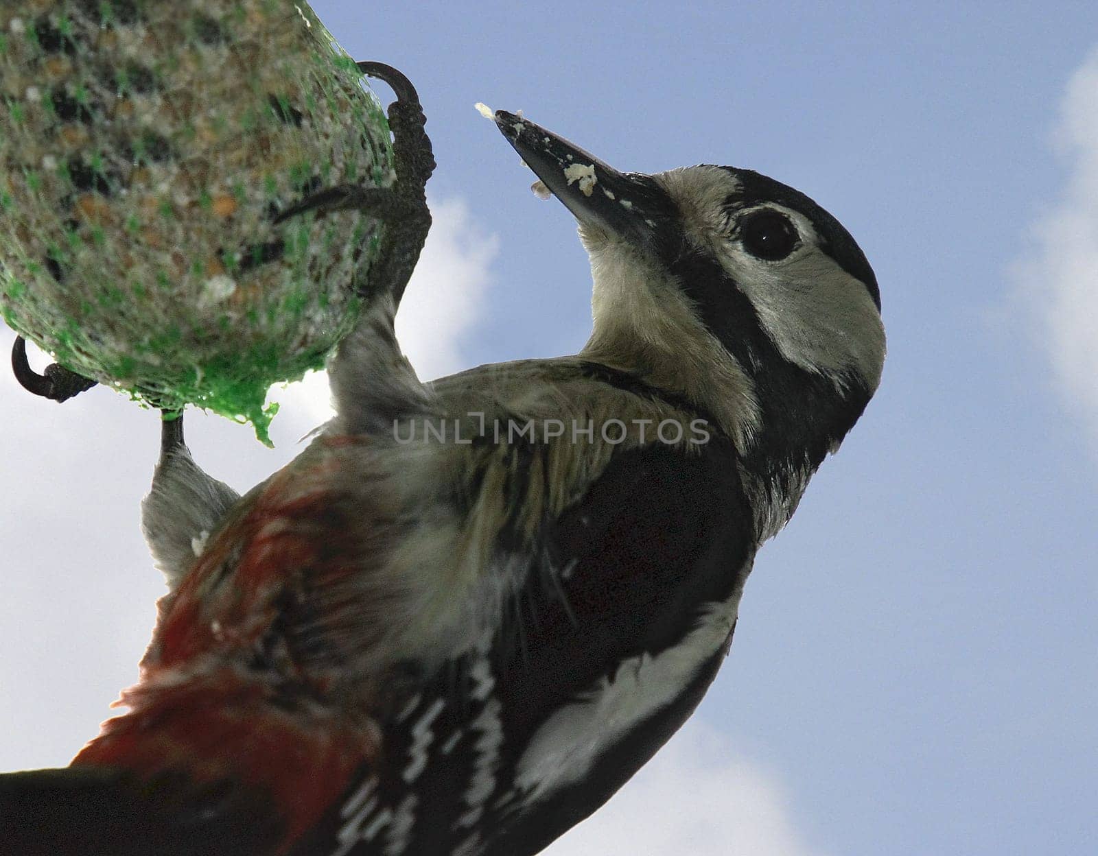 Great spotted woodpecker
