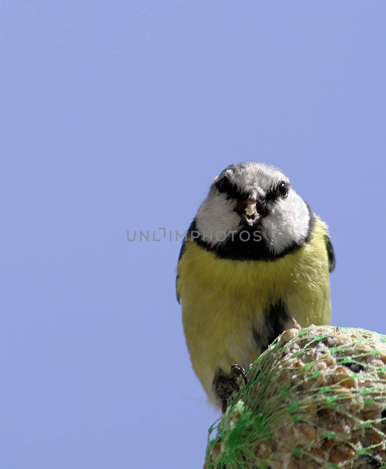 Titmouse