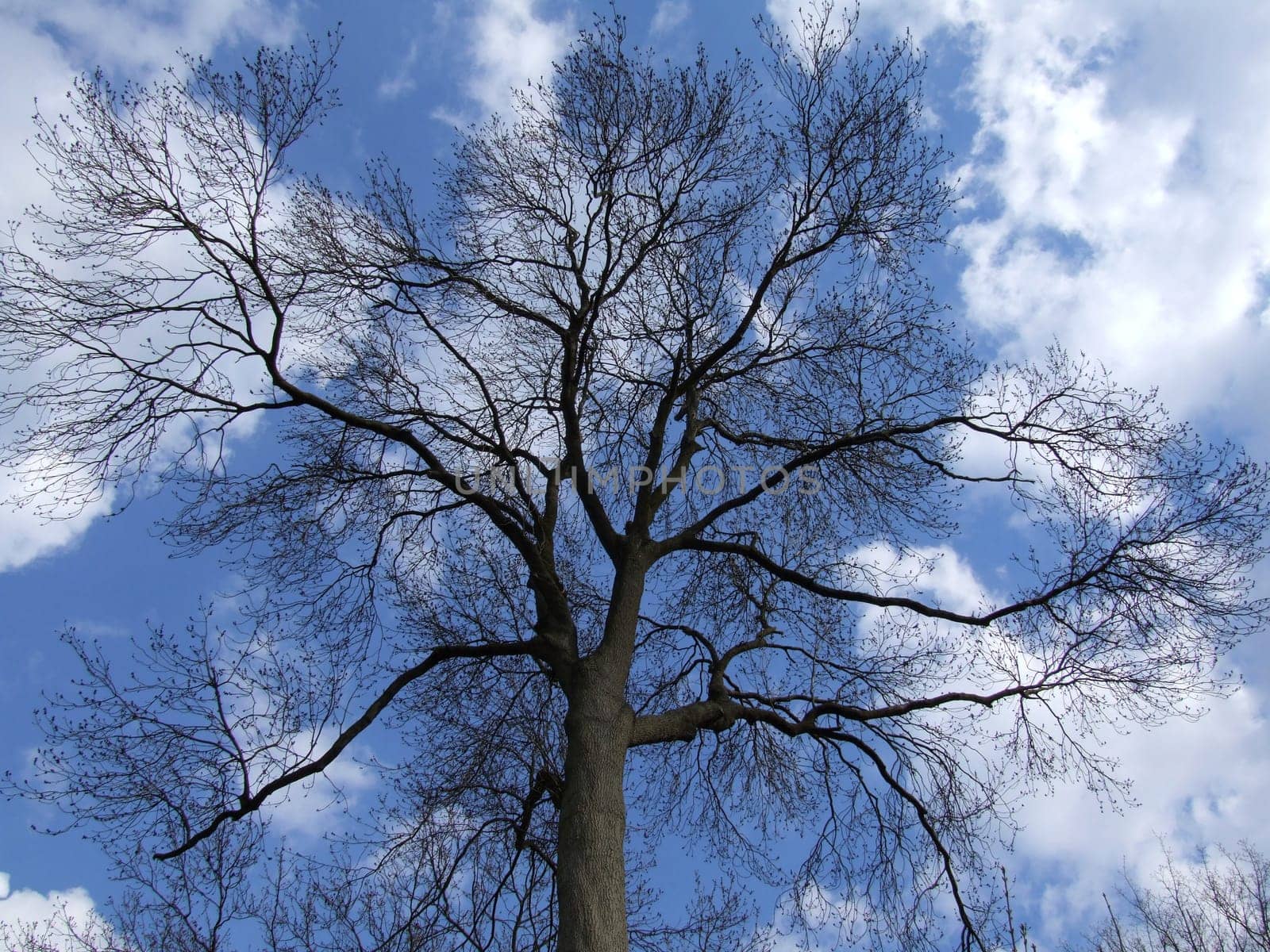 The Tree Giant
