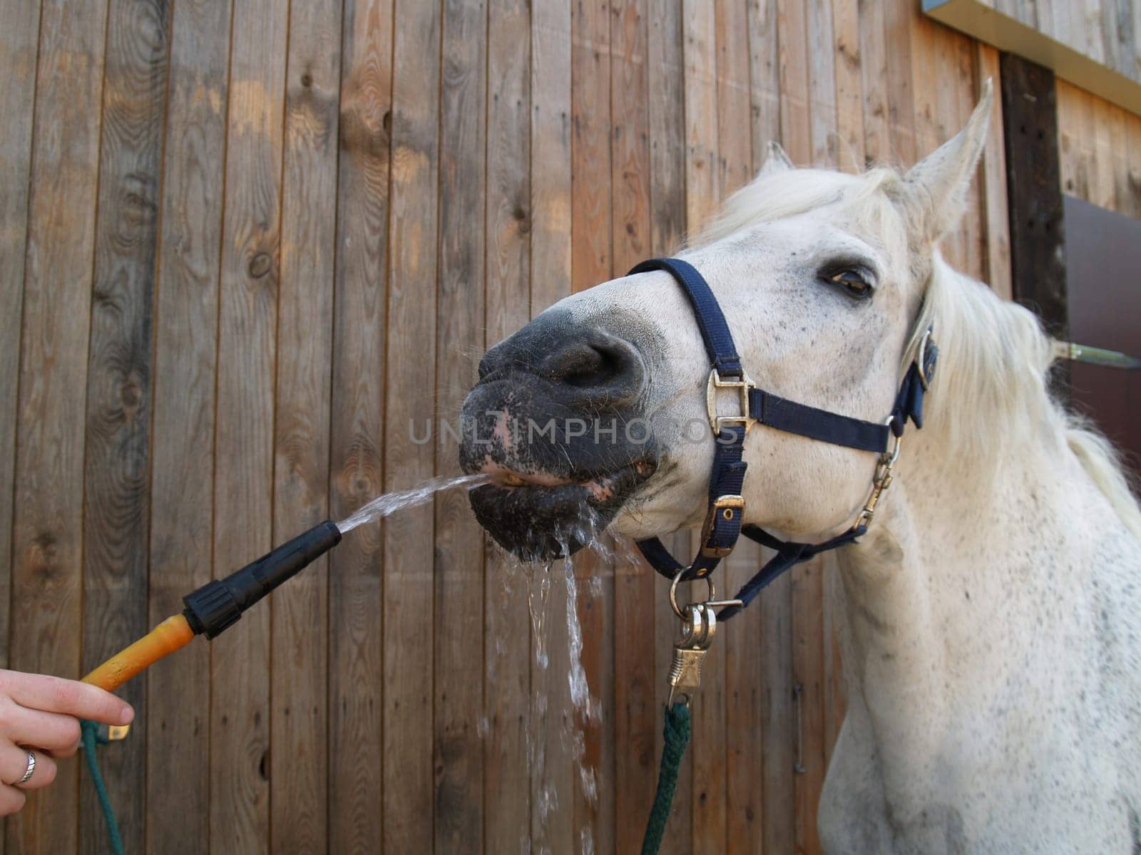 Thirst