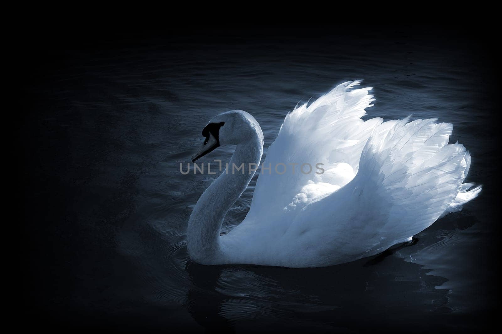 The Swan