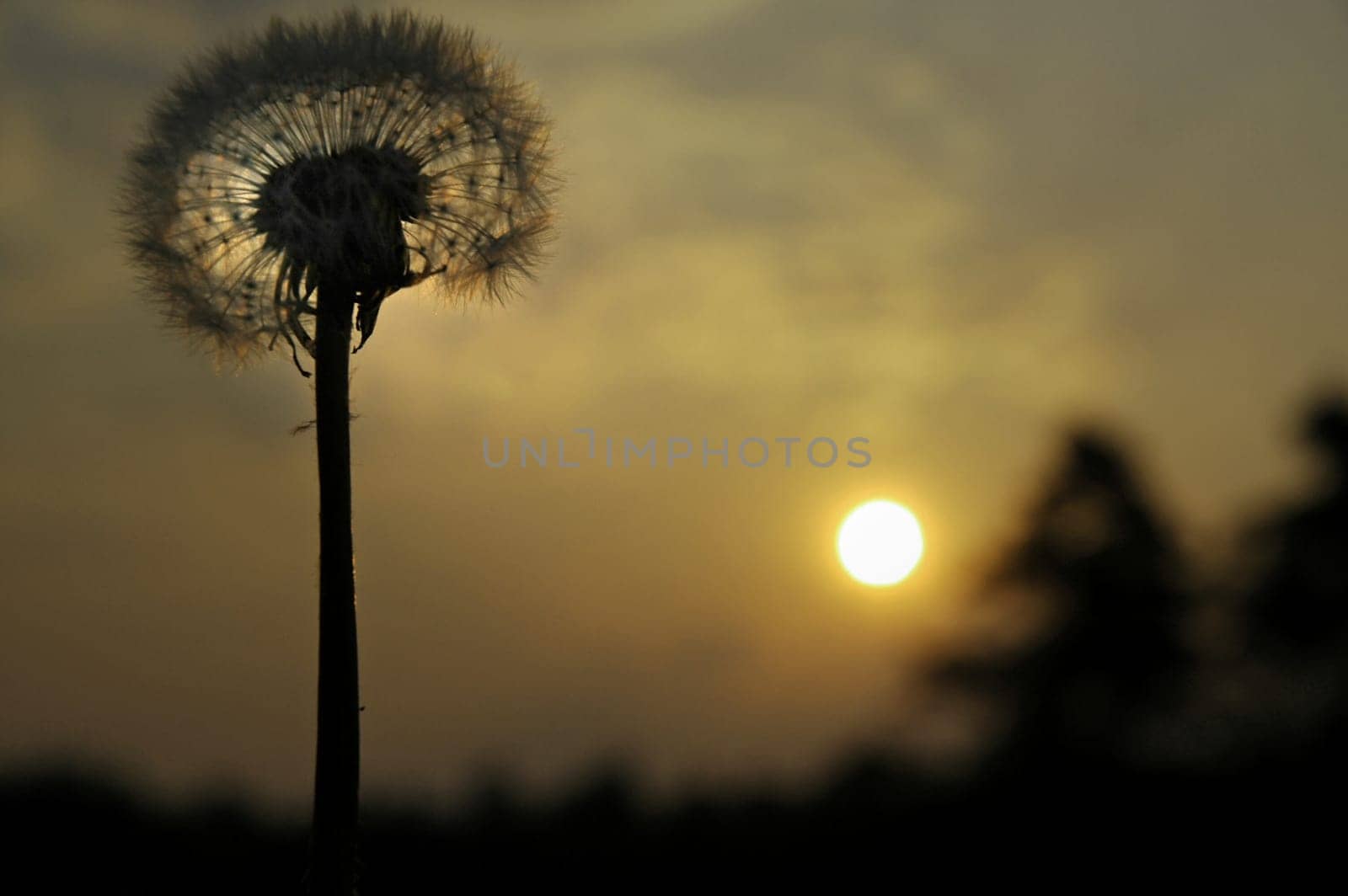Dandelion