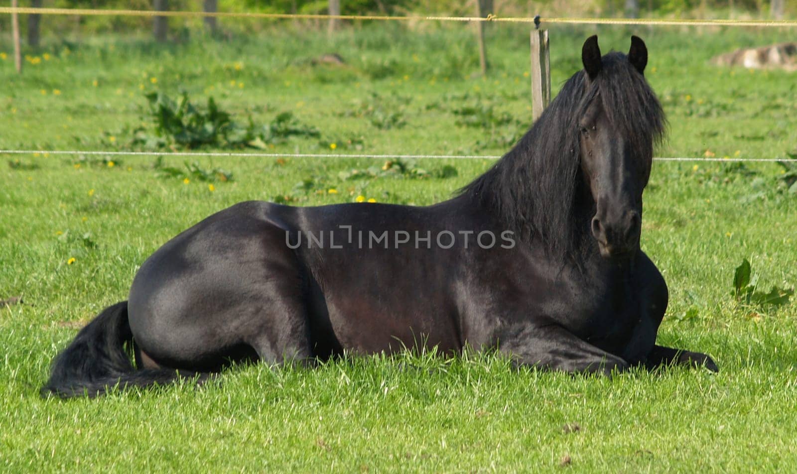 Friesian gelding