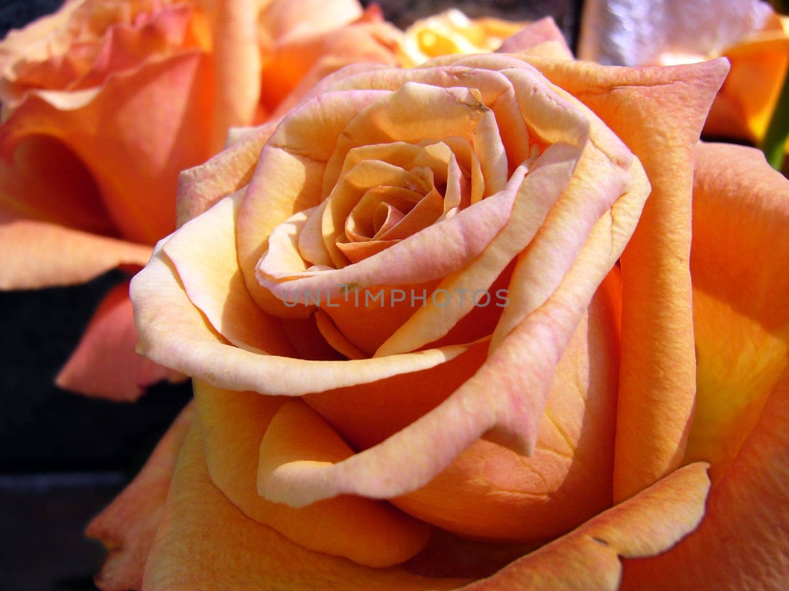 rose without hip without rosehip