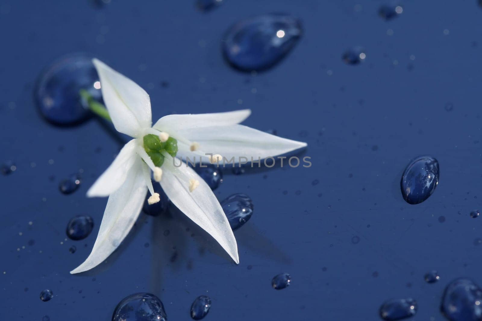 Blue & White