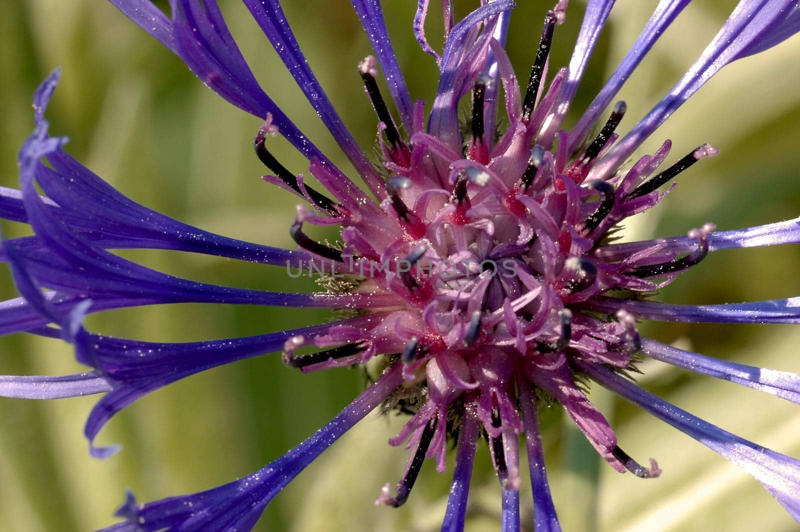 Cornflower with pollen