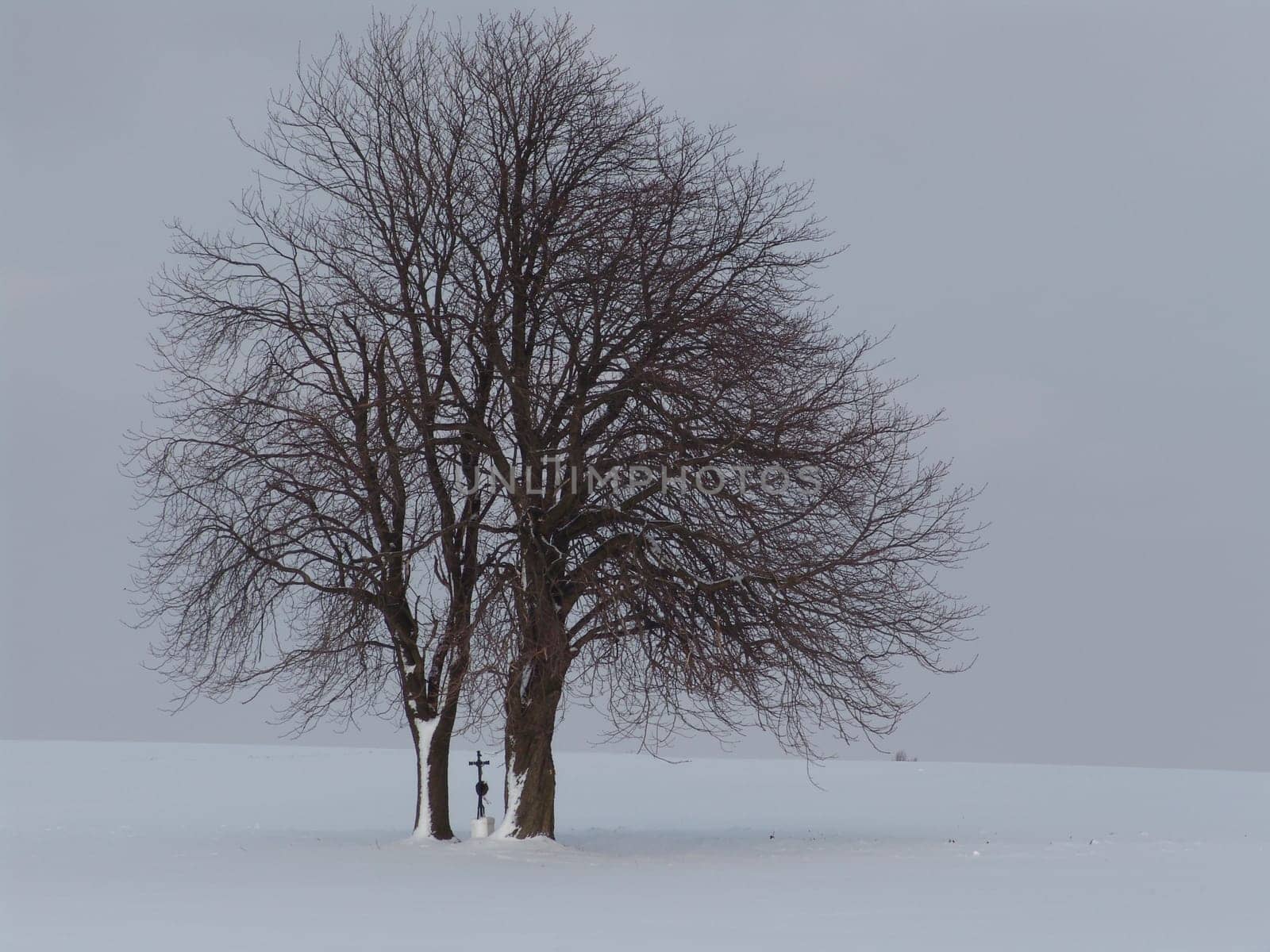 Chestnut trees
