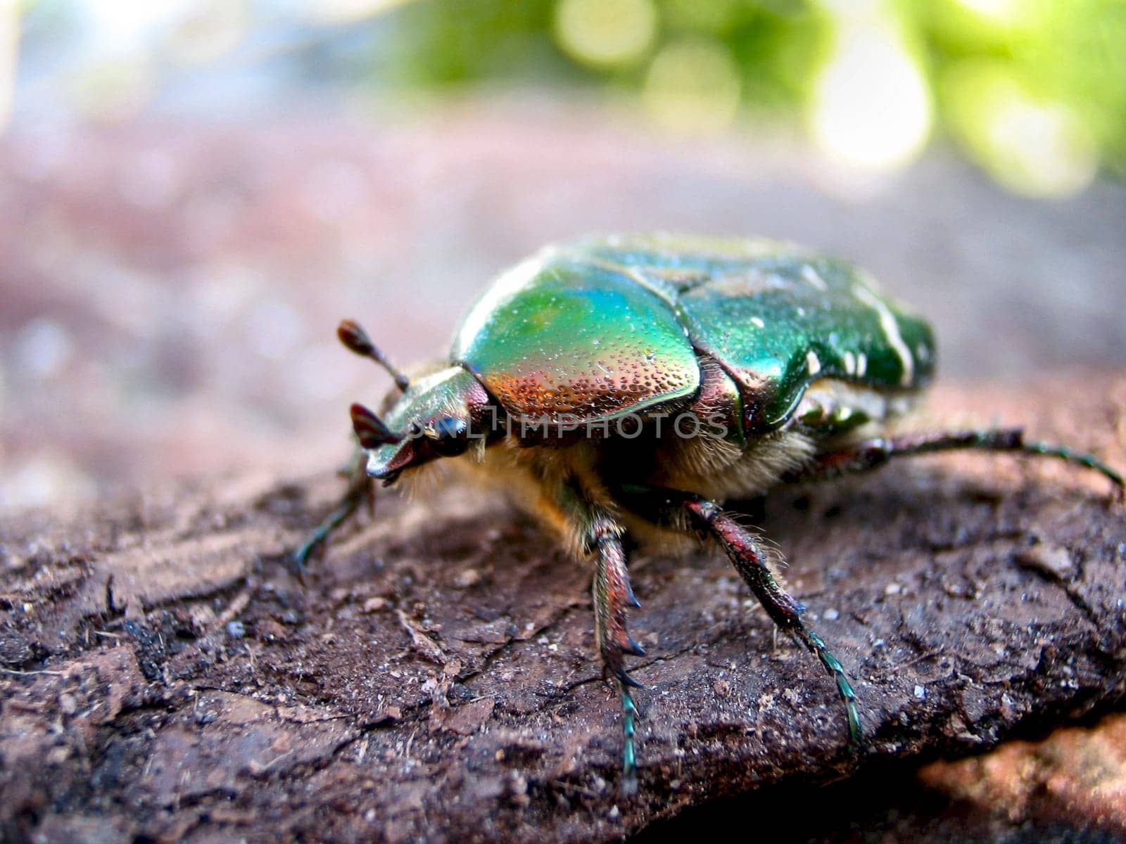 Rose chafer