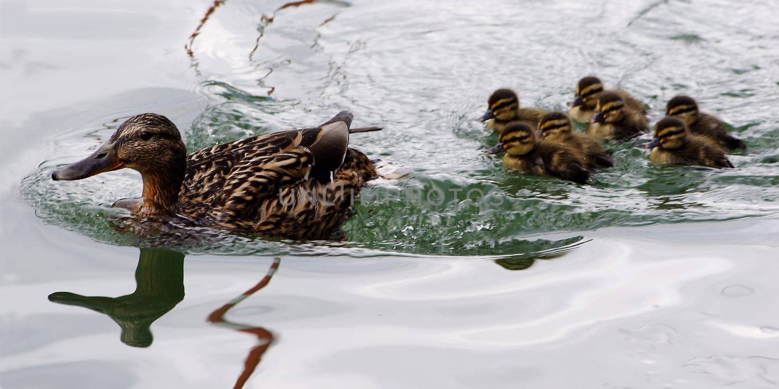 ... all my ducklings...