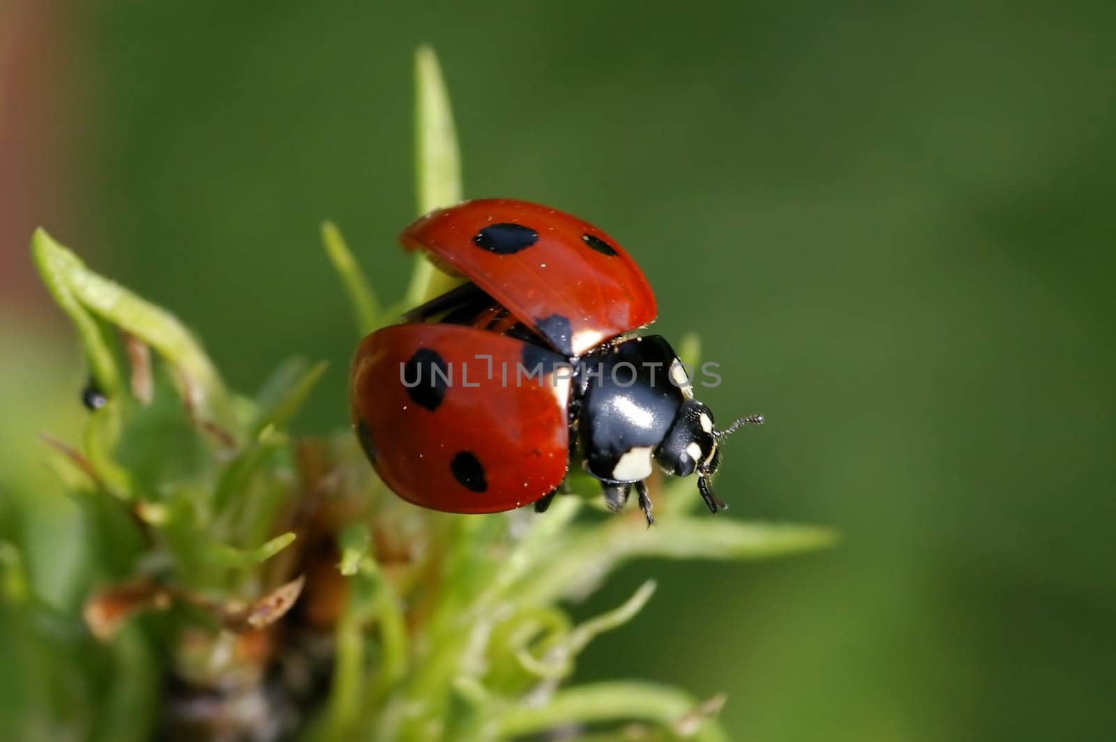 exactly into the sharpness plane - &gt  thanks :-)