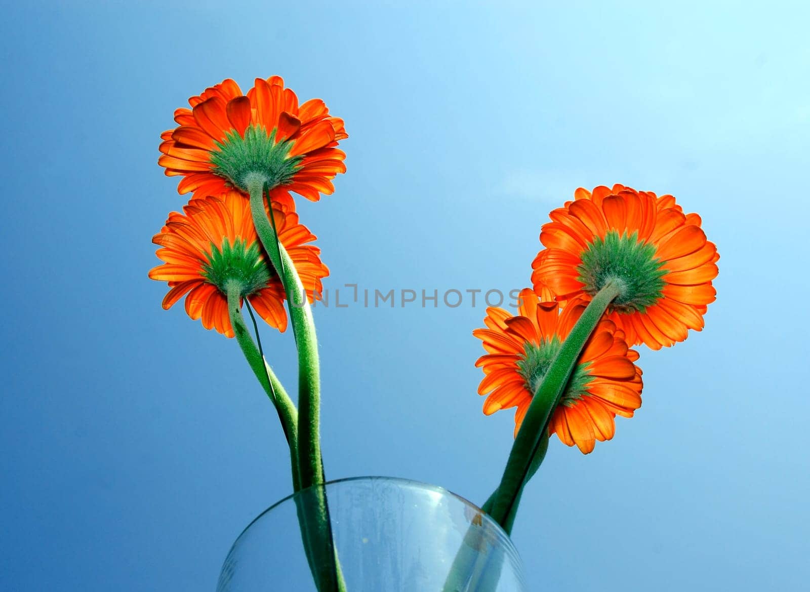 Gerbera of a glass vase. Flashed against the sun under blue sky.
