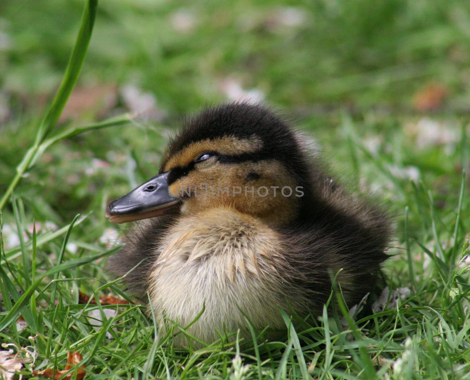 Cuddly...