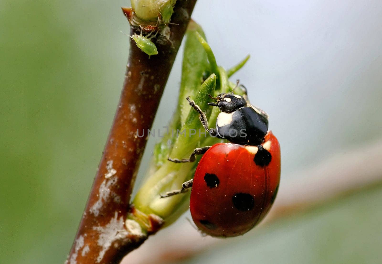 Aphid Hunter II