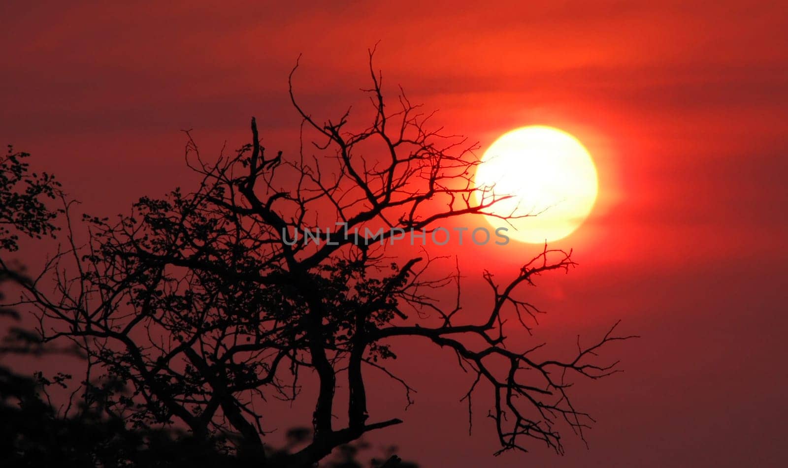 sunset or (sunset beach) or (sunset nature) or (sunset skyline)