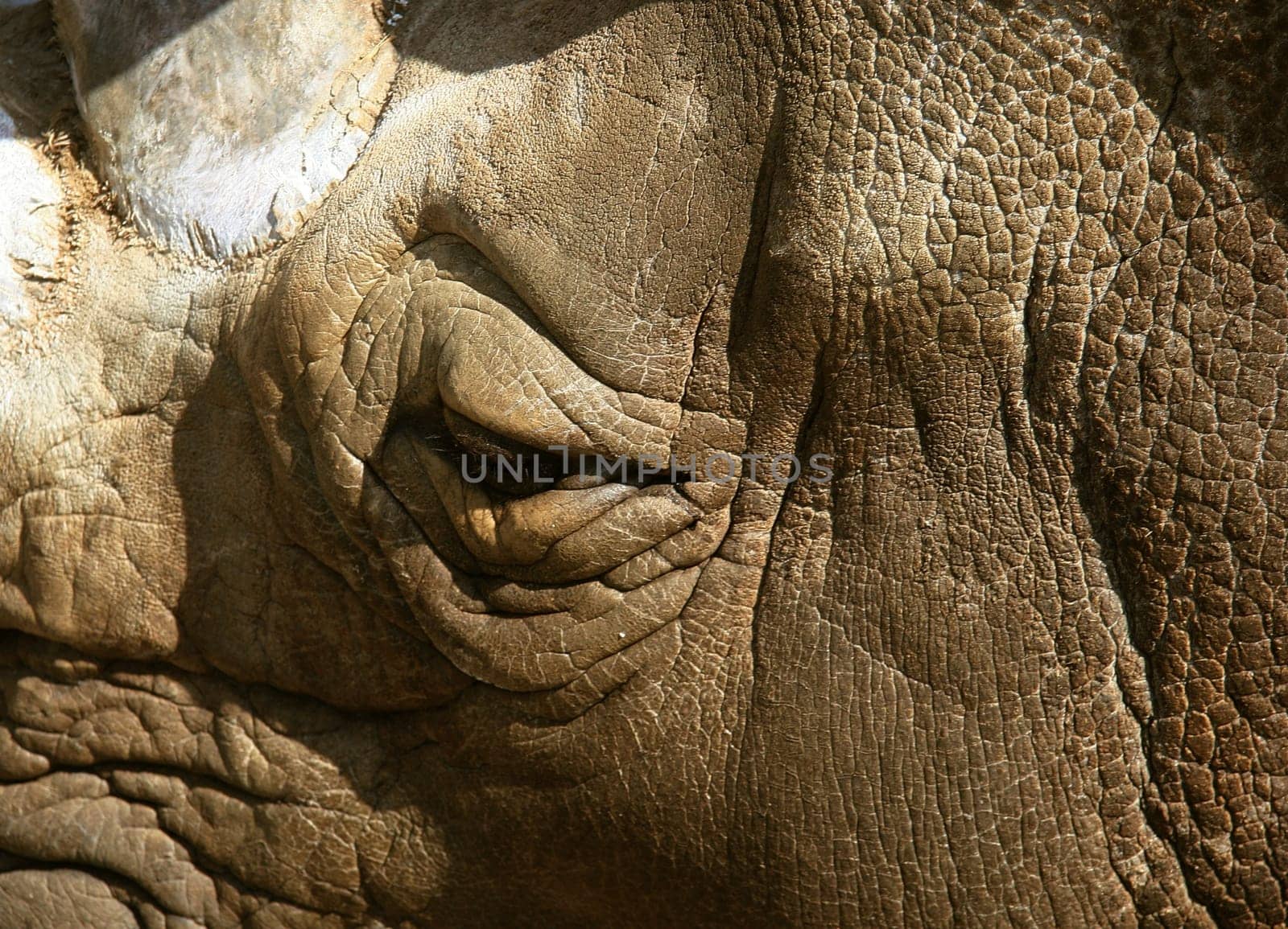 dinosaur