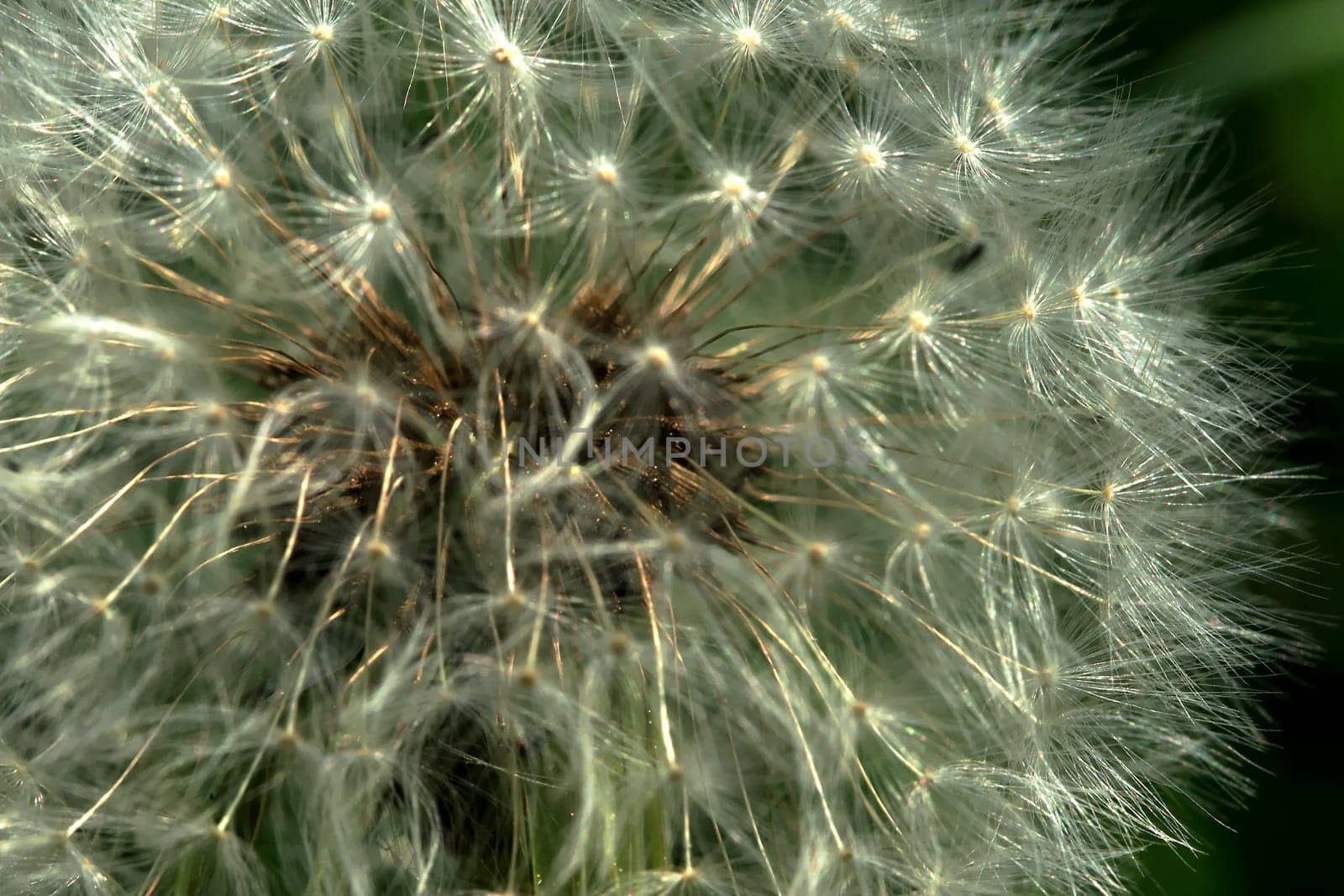 Dandelion