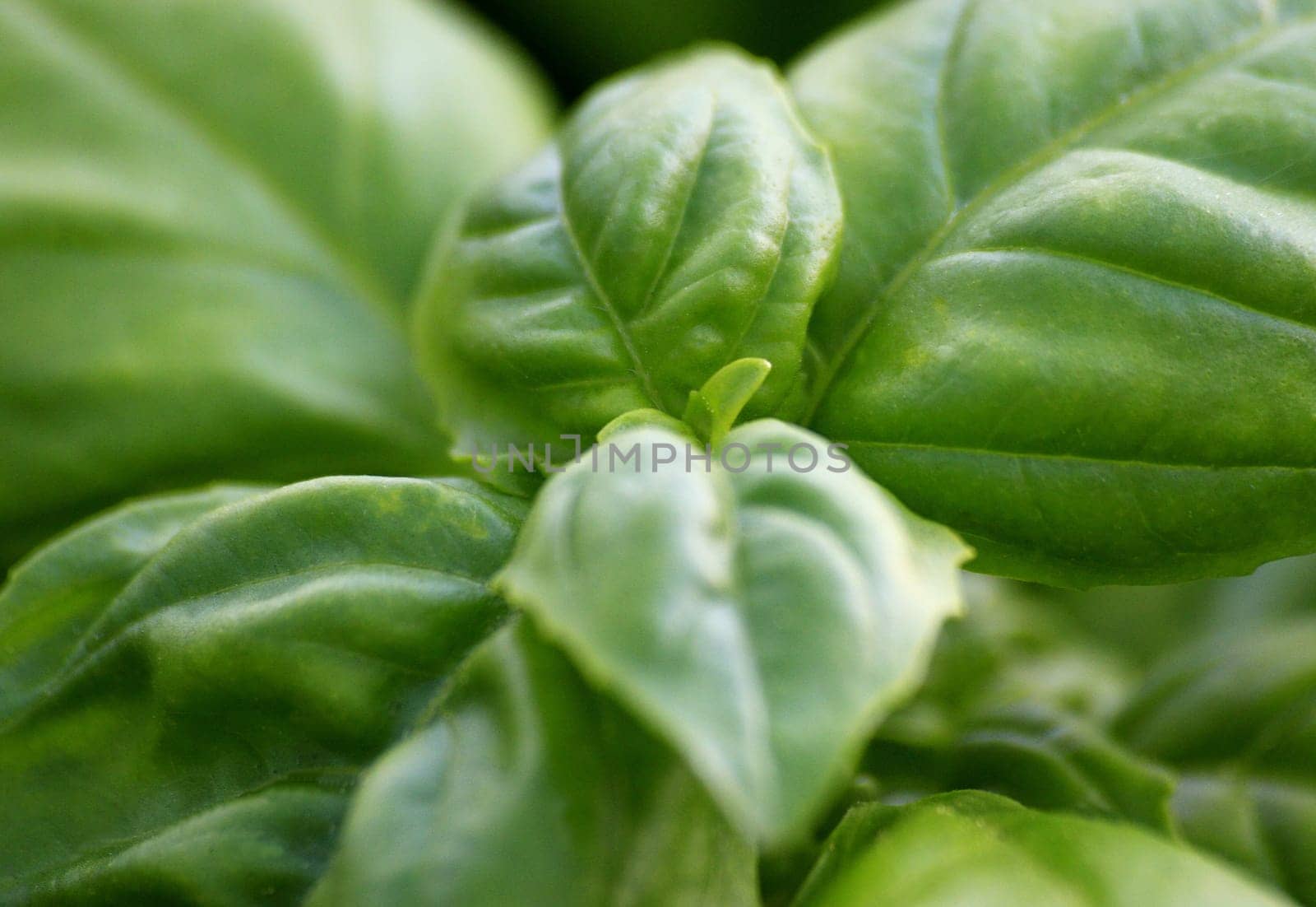 Fresh basil