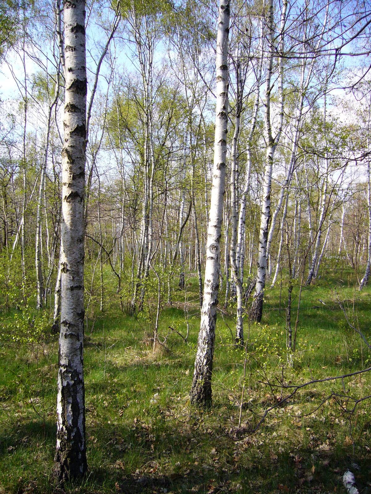 Birches