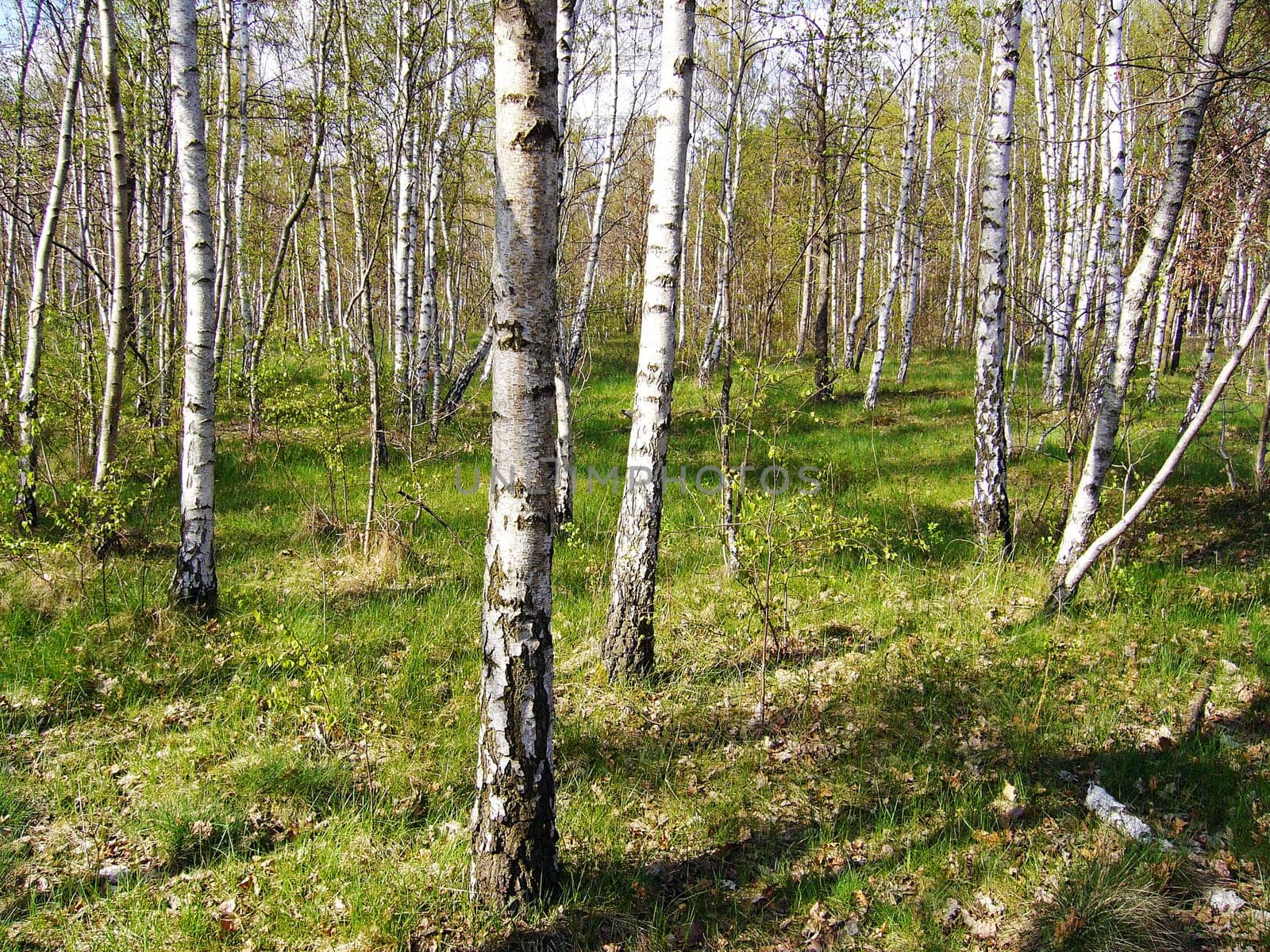 Birches